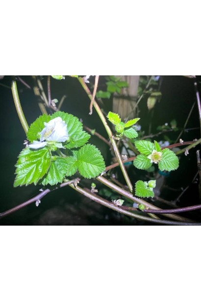 Ежевика садовая Виктория цветение